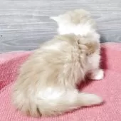 マンチカン(短足)【福岡県・男の子・2025年10月3日・カメオタビー&ホワイト】の写真3