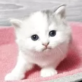 マンチカン(長足)【福岡県・女の子・2025年7月26日・ダイリュートキャリコ】の写真3