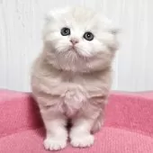 スコティッシュフォールド(折れ耳)【福岡県・男の子・2025年10月4日・カメオタビー】の写真3