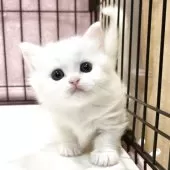 マンチカン(短足)【福岡県・女の子・2025年7月8日・ホワイト】の写真3