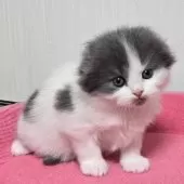 スコティッシュフォールド(折れ耳)【福岡県・男の子・2024年12月5日・ブルータビー&ホワイト】の写真4