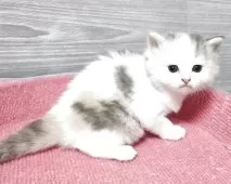 マンチカン(長足)【福岡県・女の子・2025年7月26日・ダイリュートキャリコ】の写真4