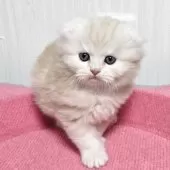 スコティッシュフォールド(折れ耳)【福岡県・男の子・2025年10月4日・カメオタビー】の写真4