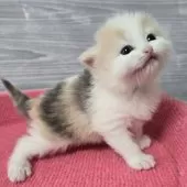 マンチカン(長足)【福岡県・女の子・2025年3月5日・ダイリュート】の写真4