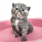 スコティッシュフォールド(立ち耳)【福岡県・女の子・2025年5月25日・ブルーパッチドタビー】の写真5