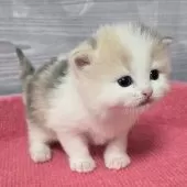 マンチカン(長足)【福岡県・女の子・2025年3月5日・ダイリュート】の写真5