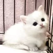 マンチカン(短足)【福岡県・女の子・2025年7月8日・ホワイト】の写真5