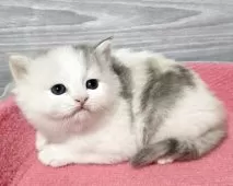 マンチカン(長足)【福岡県・女の子・2025年7月26日・ダイリュートキャリコ】の写真5