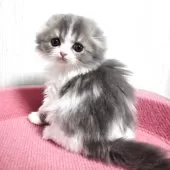 スコティッシュフォールド(折れ耳)【福岡県・女の子・2025年7月26日・ブルータビー&ホワイト】の写真6