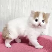 スコティッシュフォールド(立ち耳)【福岡県・男の子・2025年11月6日・レッドタビー&ホワイト】の写真7