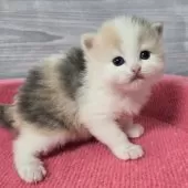 マンチカン(長足)【福岡県・女の子・2025年3月5日・ダイリュート】の写真7