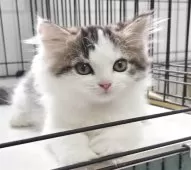 スコティッシュフォールド(立ち耳)【福岡県・女の子・2025年6月27日・ブラウンタビー&ホワイト】の写真8