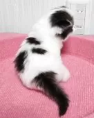 スコティッシュフォールド(立ち耳)【福岡県・男の子・2026年3月15日・ブラウンタビー&ホワイト】の写真8