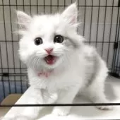 マンチカン(長足)【福岡県・女の子・2025年7月26日・ダイリュートキャリコ】の写真8