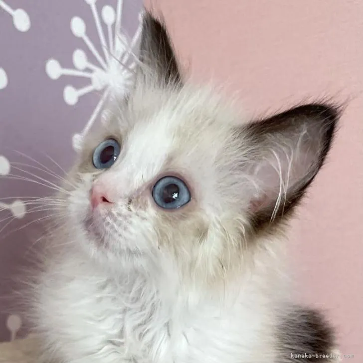 ID:2207-01970の子猫