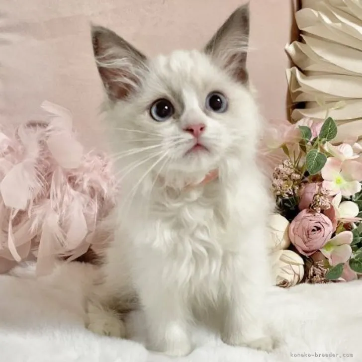 ID:2308-03167の子猫