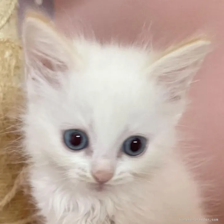 ID：2206-02123の子猫