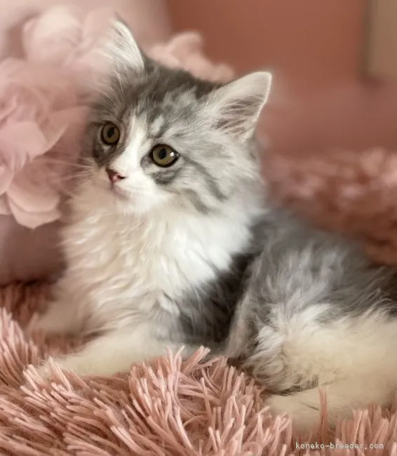 ID：2202-00003の子猫