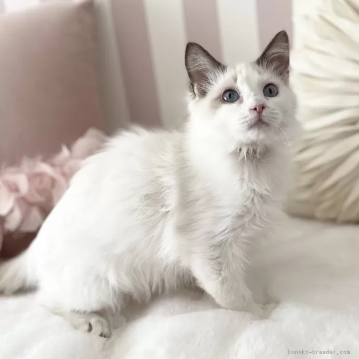 ID:2409-02686の子猫
