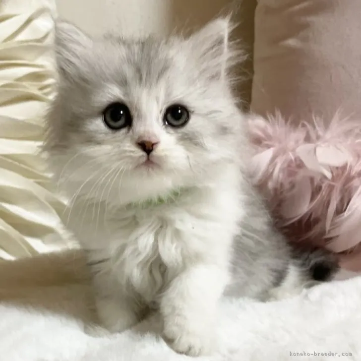 ID:2304-02197の子猫