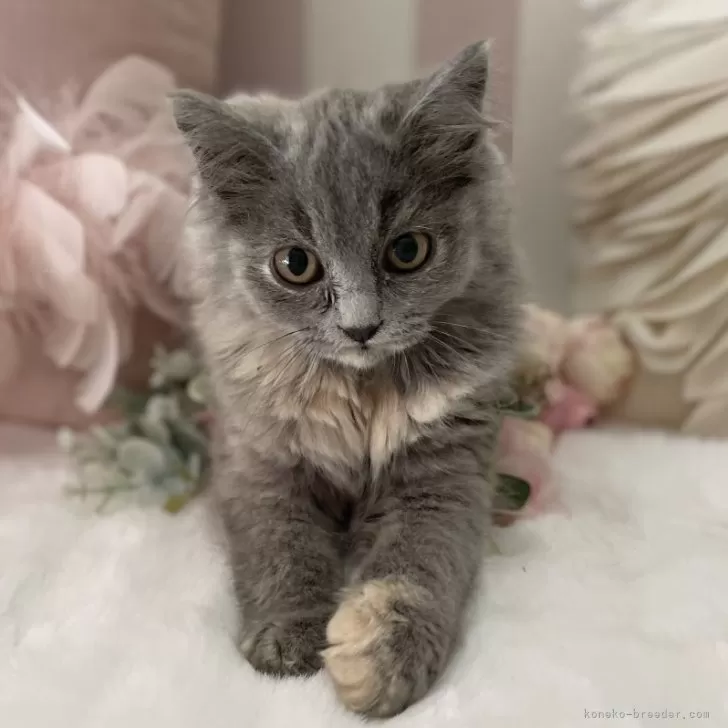 ID:2406-03055の子猫