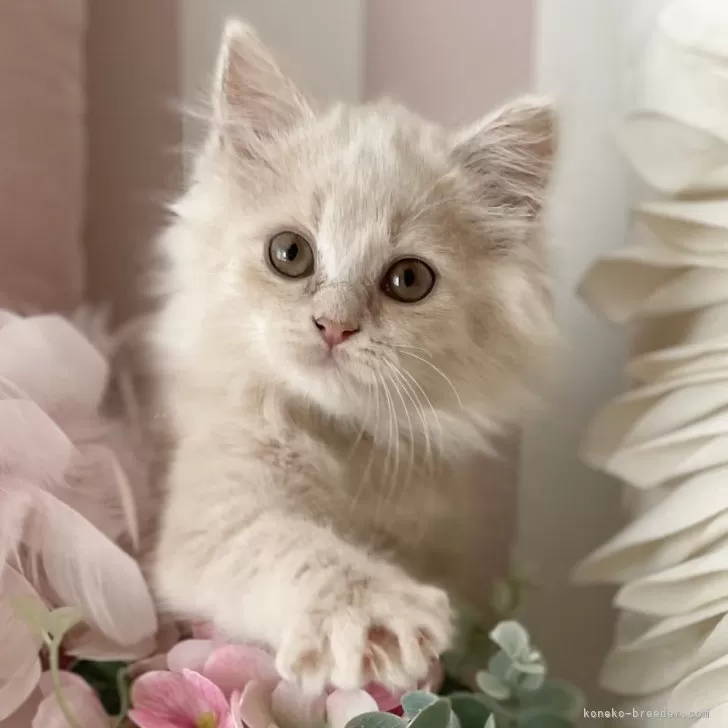 ID：2407-02588の子猫