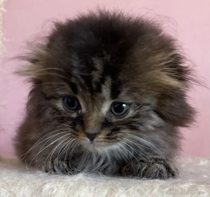 ID:2204-01352の子猫