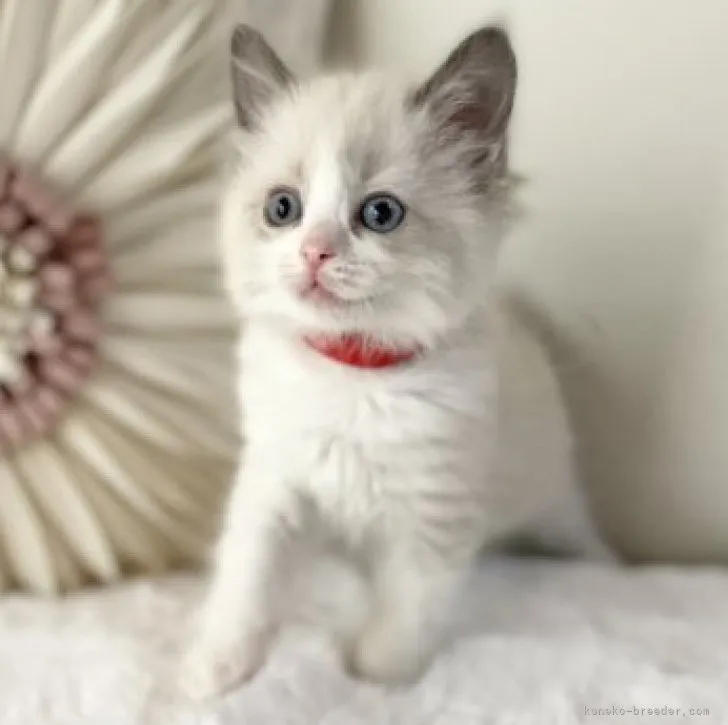 ID:2304-03431の子猫