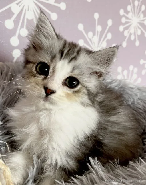 ID:2107-00292の子猫