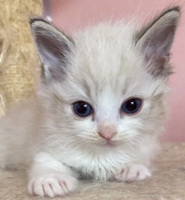 ID:2204-00499の子猫
