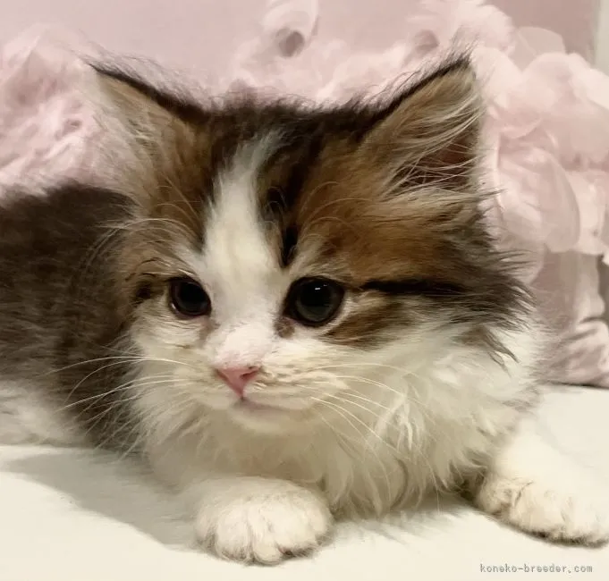 ID:2204-01355の子猫