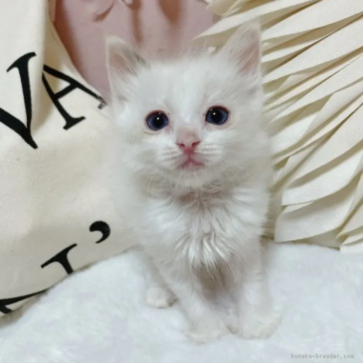 ID：2303-02374の子猫