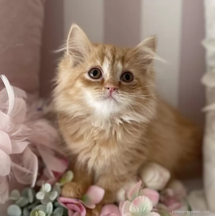 ID：2408-00959の子猫