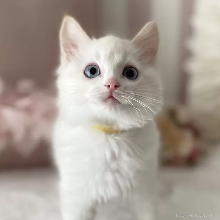 ID:2402-00932の子猫
