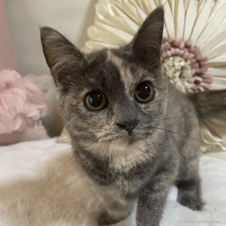 ID:2301-01919の子猫