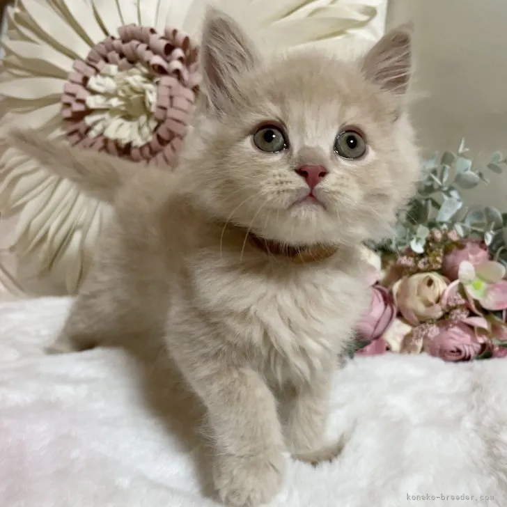 アプルビー 様のお迎えした子猫