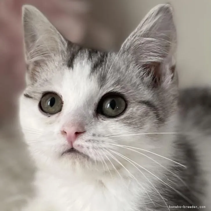 ID:2208-02503の子猫