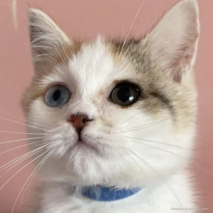 ID:2208-02841の子猫