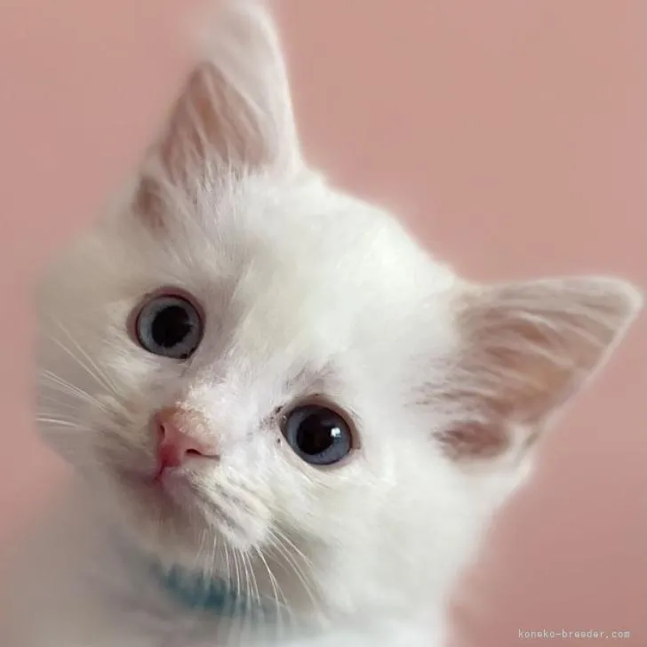 ID:2207-03322の子猫