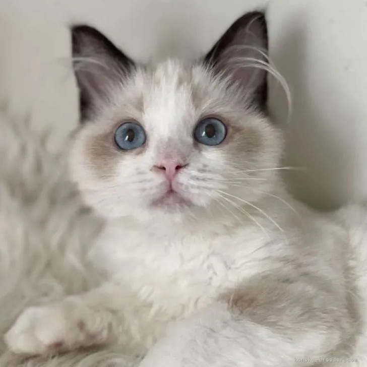 ID:2208-02842の子猫