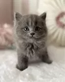 スコティッシュフォールド(立ち耳)【大阪府・男の子・2024年1月12日・ブルー】の写真2