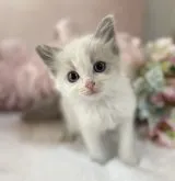 ラグドール【大阪府・女の子・2023年6月8日・ブルーポイントバイカラー】の写真3