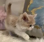 サイベリアン【大阪府・女の子・2021年8月13日・クリーム&ホワイト】の写真3「白い毛色の入り方が可愛いbaby」