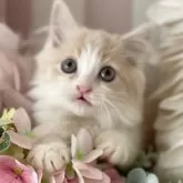 ミヌエット(長足)【大阪府・男の子・2024年6月4日・クリームホワイト(中足)】の写真5