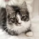 サイベリアン【大阪府・女の子・2025年1月22日・【外国産】ブラウンタビーホワイト】の写真4