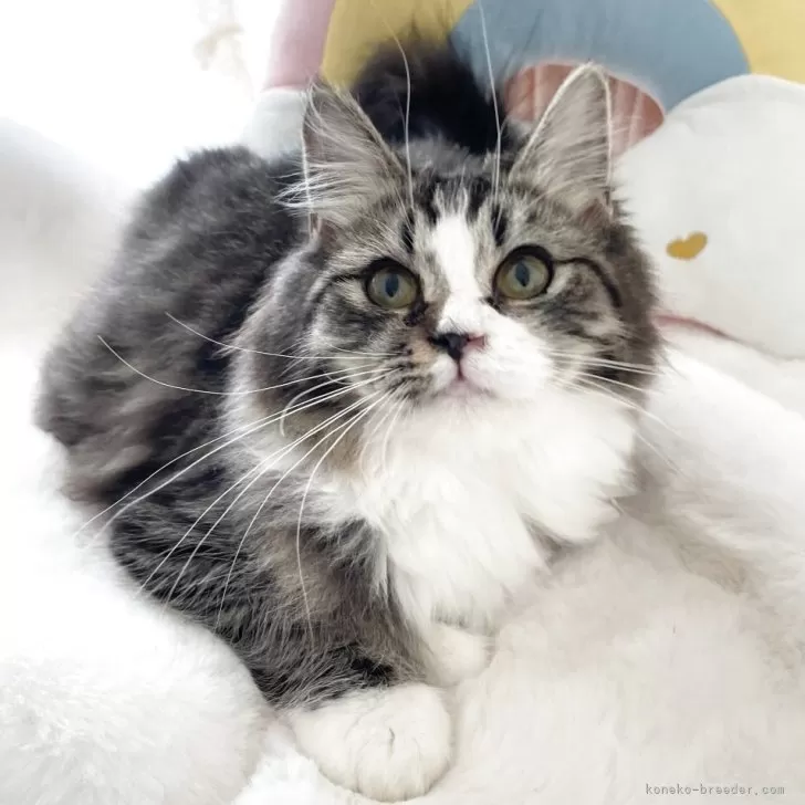 サイベリアン【大阪府・女の子・2025年1月22日・【外国産】ブラウンタビーホワイト】の写真1