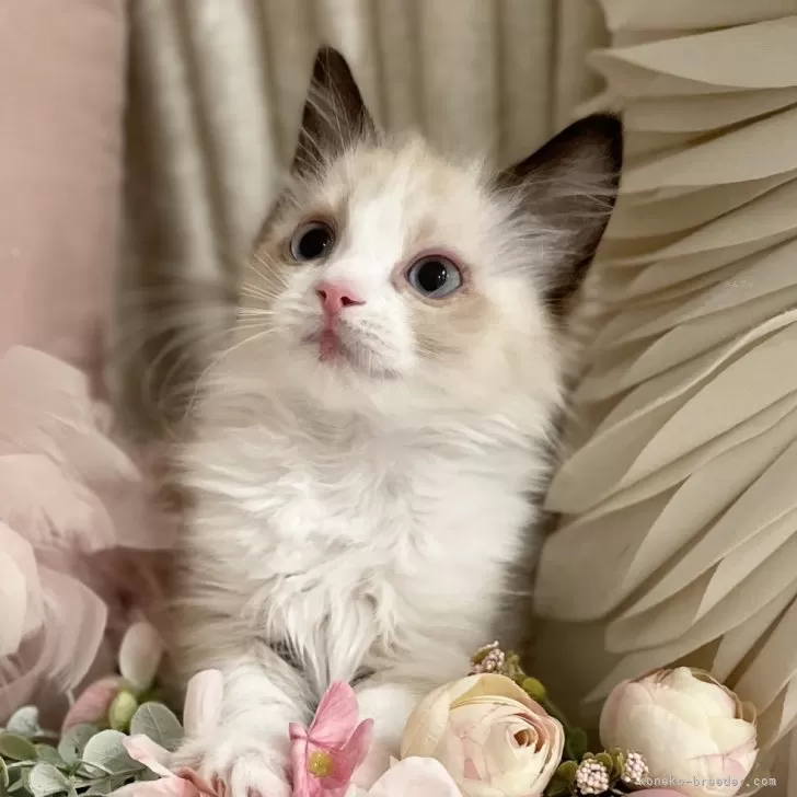 ID:2412-02657の子猫