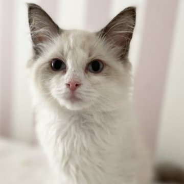 ラグドール【大阪府・女の子・2024年12月27日・ブルーポイントバイカラー】の写真「おっとり 、穏やかなbabyちゃんです😊」