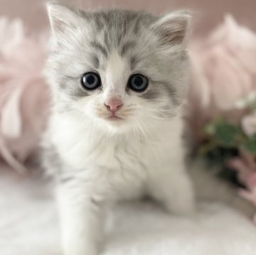 サイベリアン【大阪府・男の子・2024年12月5日・シルバータビーホワイト】の写真「大げさなところが可愛いbabyちゃん😊」