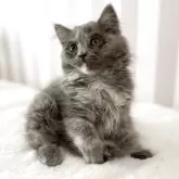 ブリティッシュショートヘア